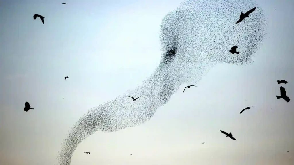 migrating bird swarm